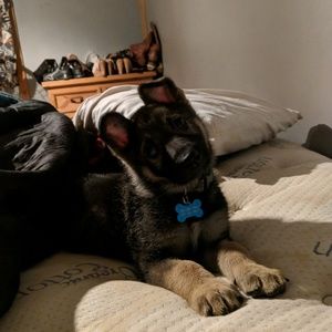 Meet your Posher, Dixie